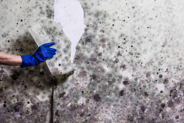 Best Kitchen Mold Remediation in Lake Elmo, MN